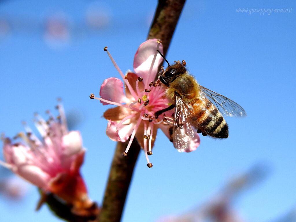 Ape mellifera su fiore di pesco