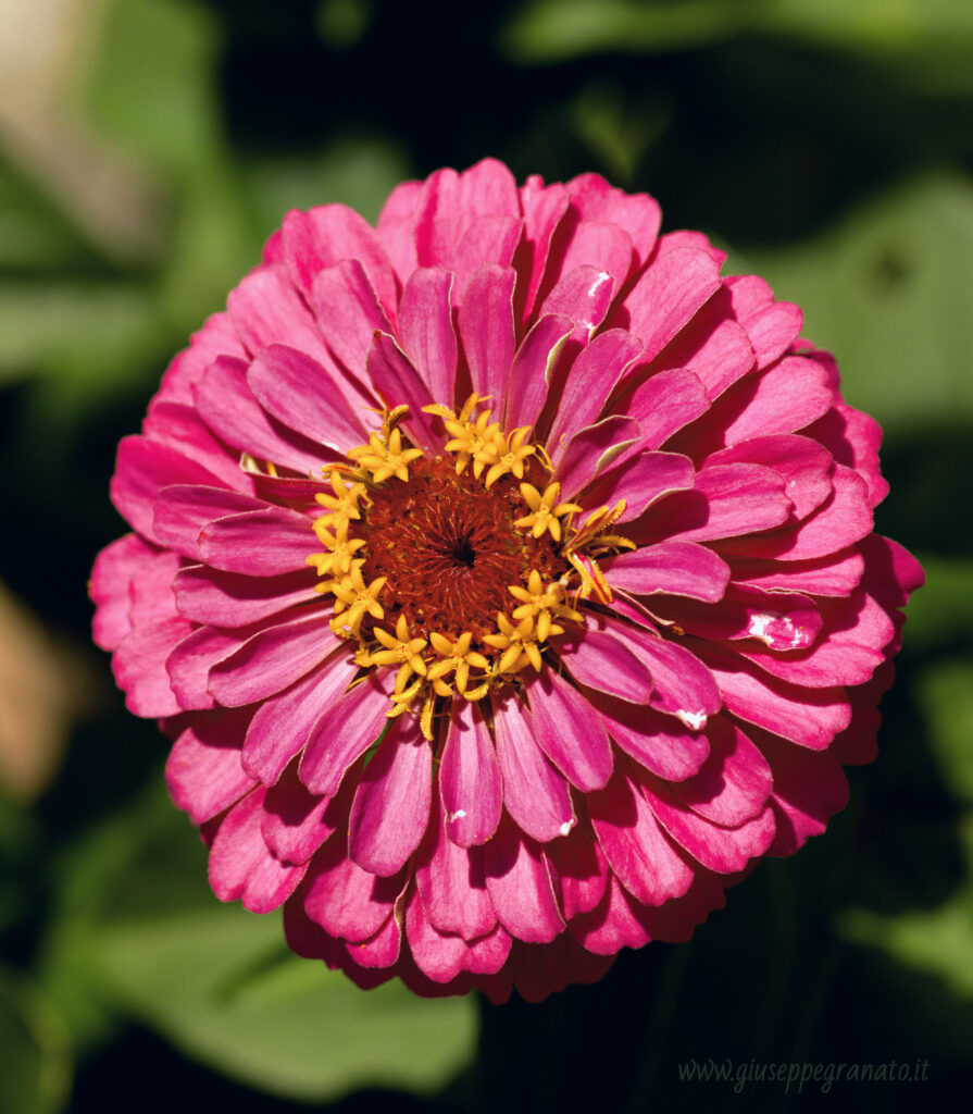 Zinnia