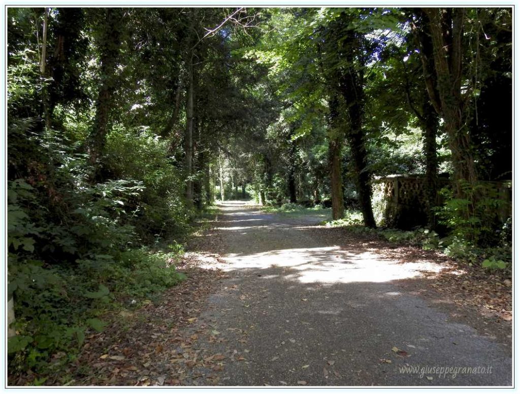 Viale che conduce a Poggio alle Croci