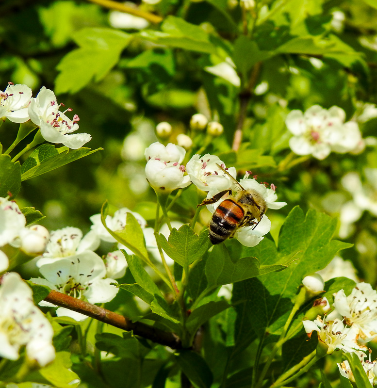 Ape su fiore di Biancospino