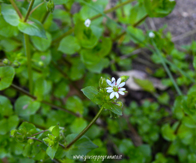 Fiore di centocchio