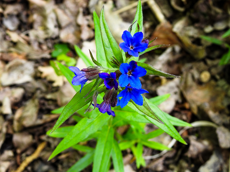 Fiore di erba perla azzurra