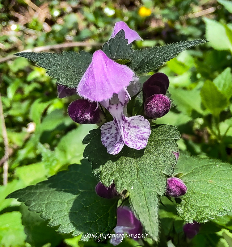 Fiore di Lamia o falsa ortica