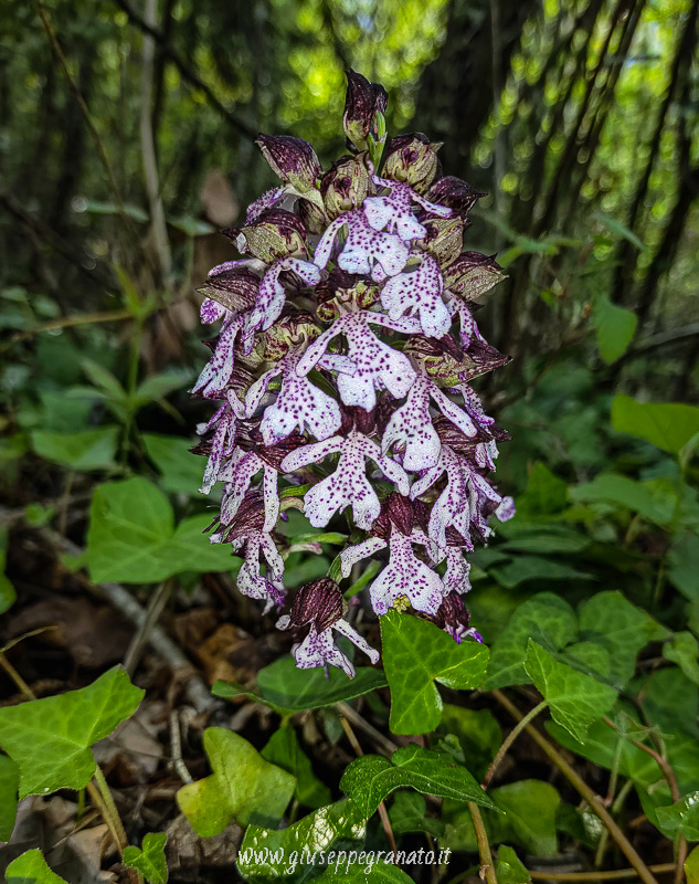 Orchidea di bosco, Orchide purpurea