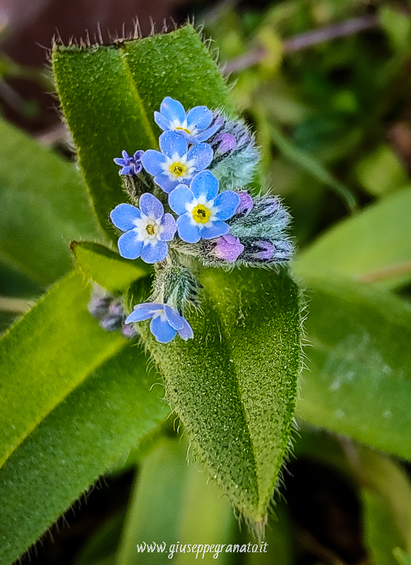 Fiore di non ti scordar di me 