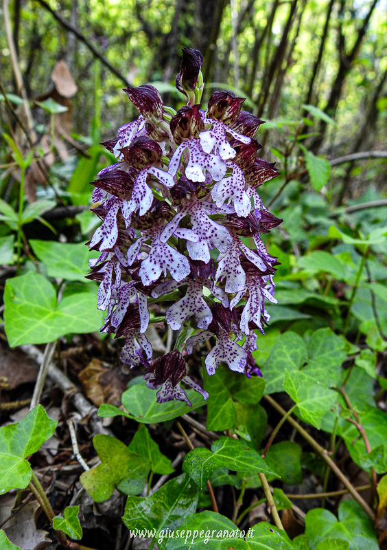 Fiore di orchidea, Orchis purpurea