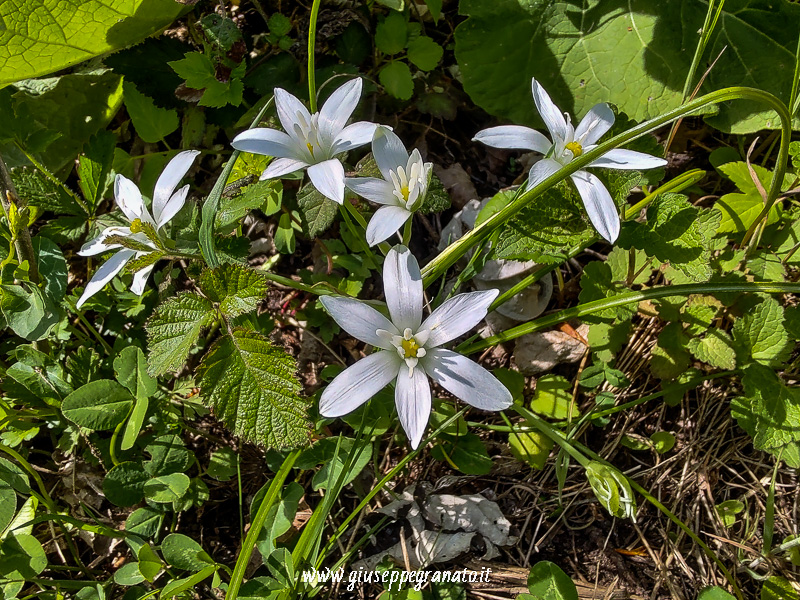 Fiore di stella di Betlemme o Ornitogallo