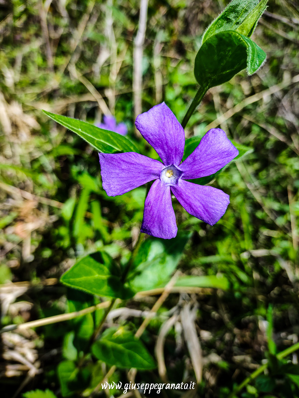 fiore di Vinca minore