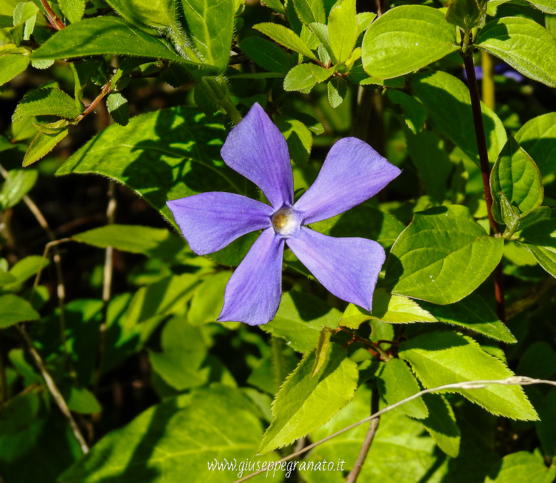 Vinca o pervinca fiore