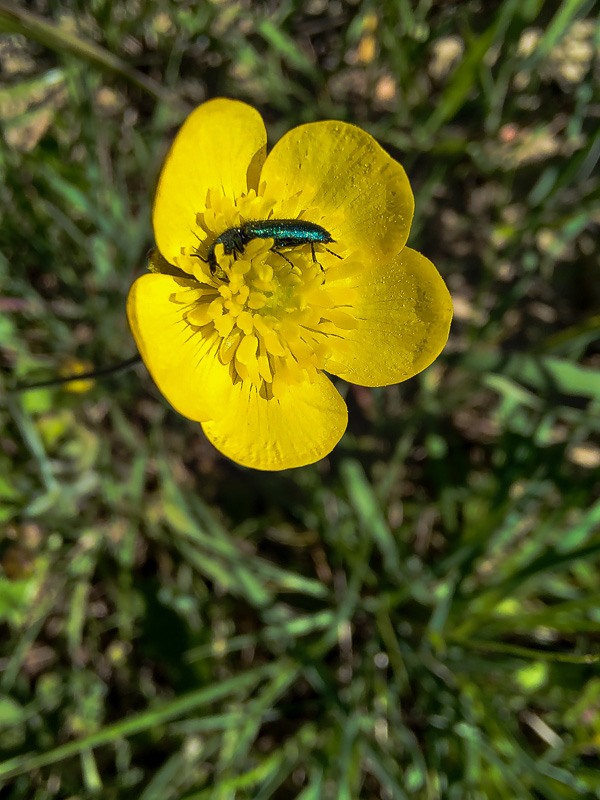 Fiore di ranuncolo dei campi