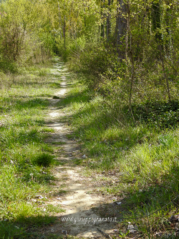 il sentiero che conduce al bosco