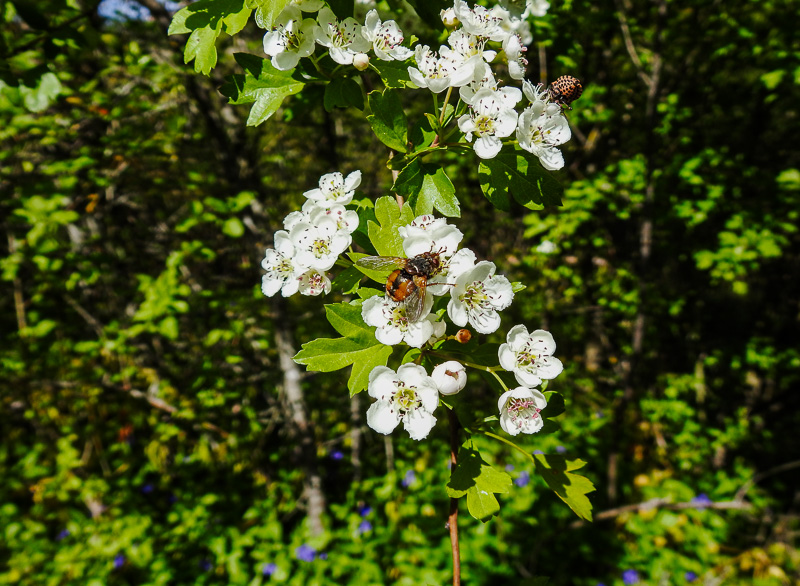 una tachina fera su fiori di biancospino