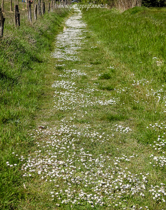 Il sentiero di campagna che porta al bosco pieno di pratolina fiorita