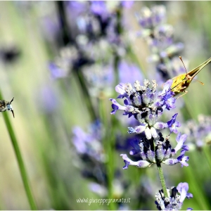 Anthophora (ape solitaria) e Crocea su Lavanda