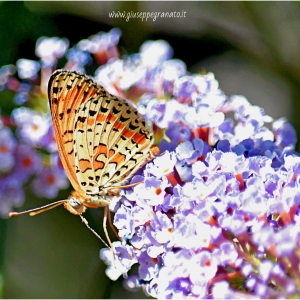 Melitaea didyma