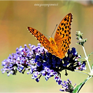 Pafia o Tabacco di Spagna o Fritillaria (Argynnis paphia)