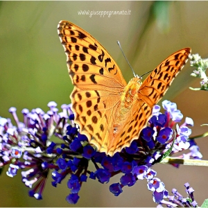 Pafia o Tabacco di Spagna o Fritillaria (Argynnis paphia)