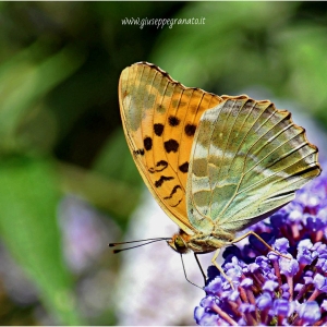 Pafia o Tabacco di Spagna o Fritillaria (Argynnis paphia)