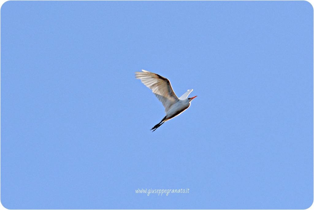 Airone guardabuoi in volo