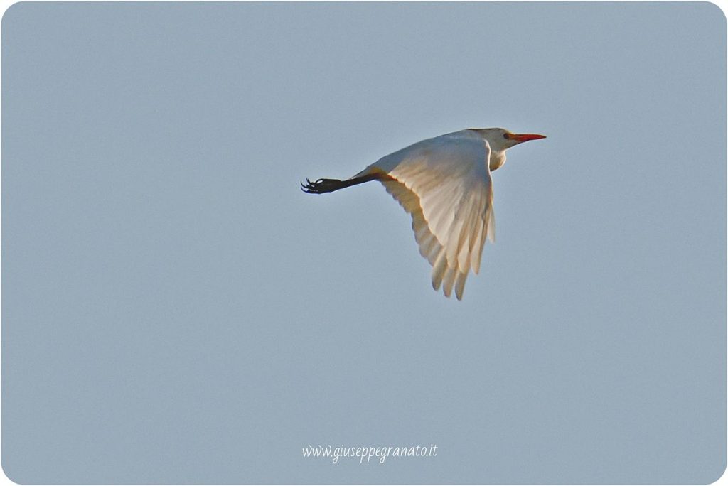 Airone guardabuoi in volo