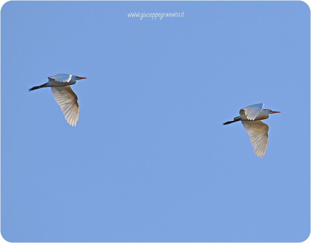 Aironi guardabuoi in volo