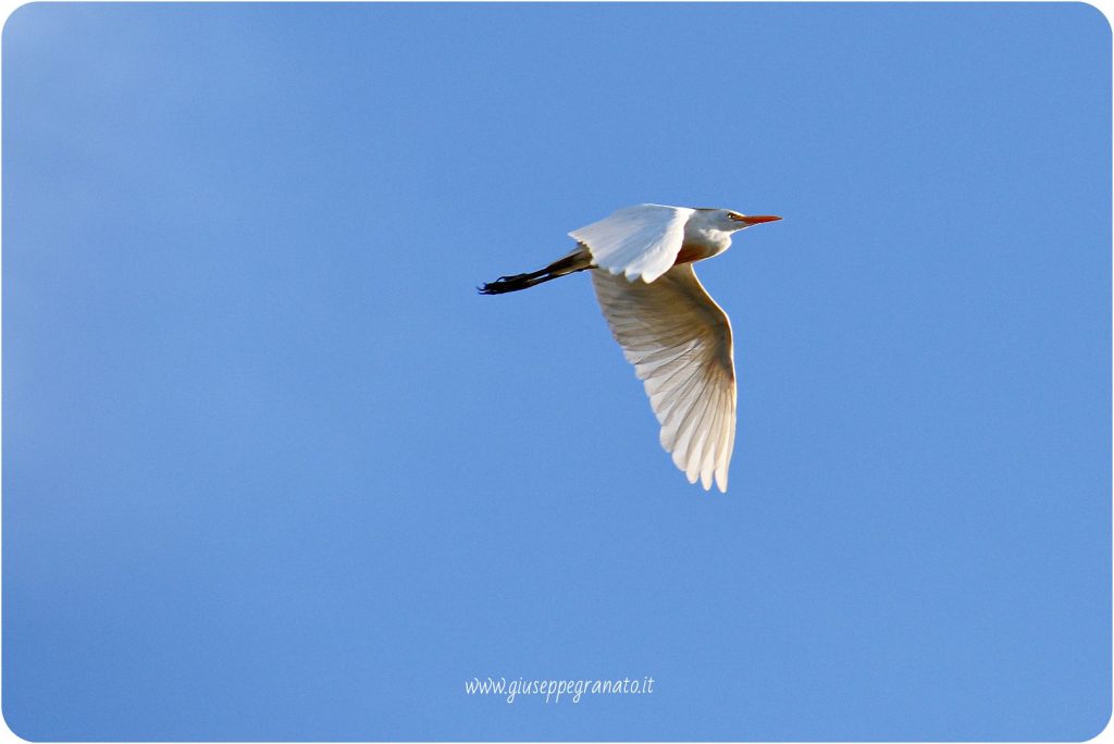 Airone guardabuoi in volo