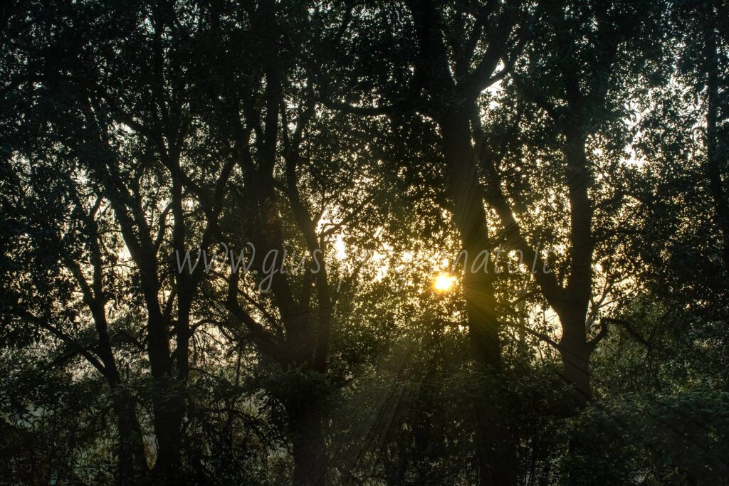 tempio Minerva Medica-tramonto nella lecceta