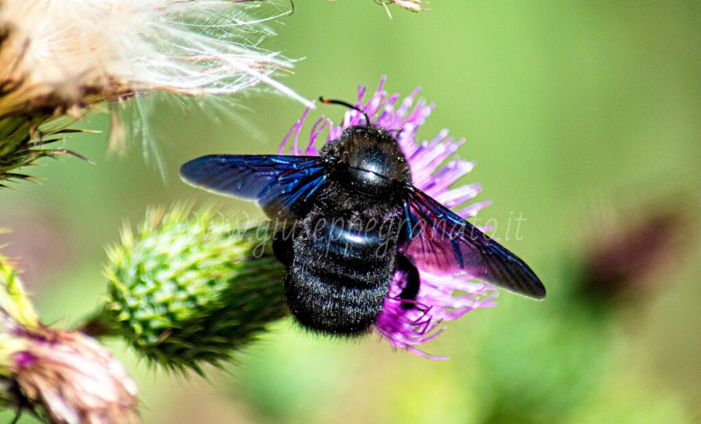 Ape legnaiola su fiore di cardo