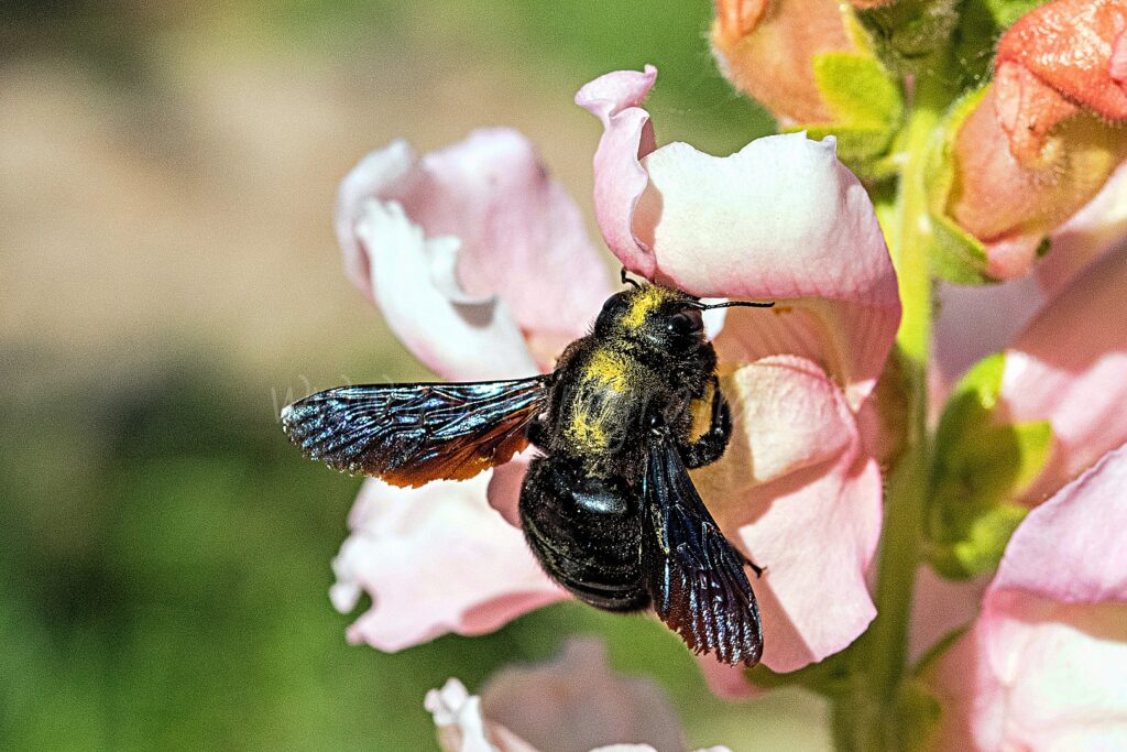 Ape legnaiola su fiore di Bocca di leone