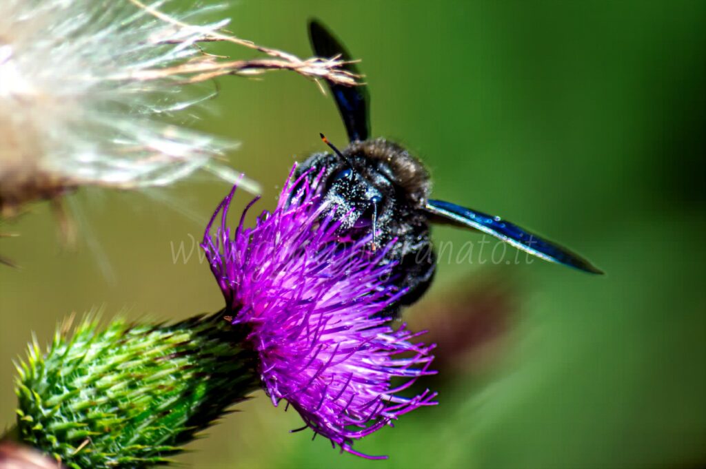 Ape legnaiola, maschio su fiore di cardo