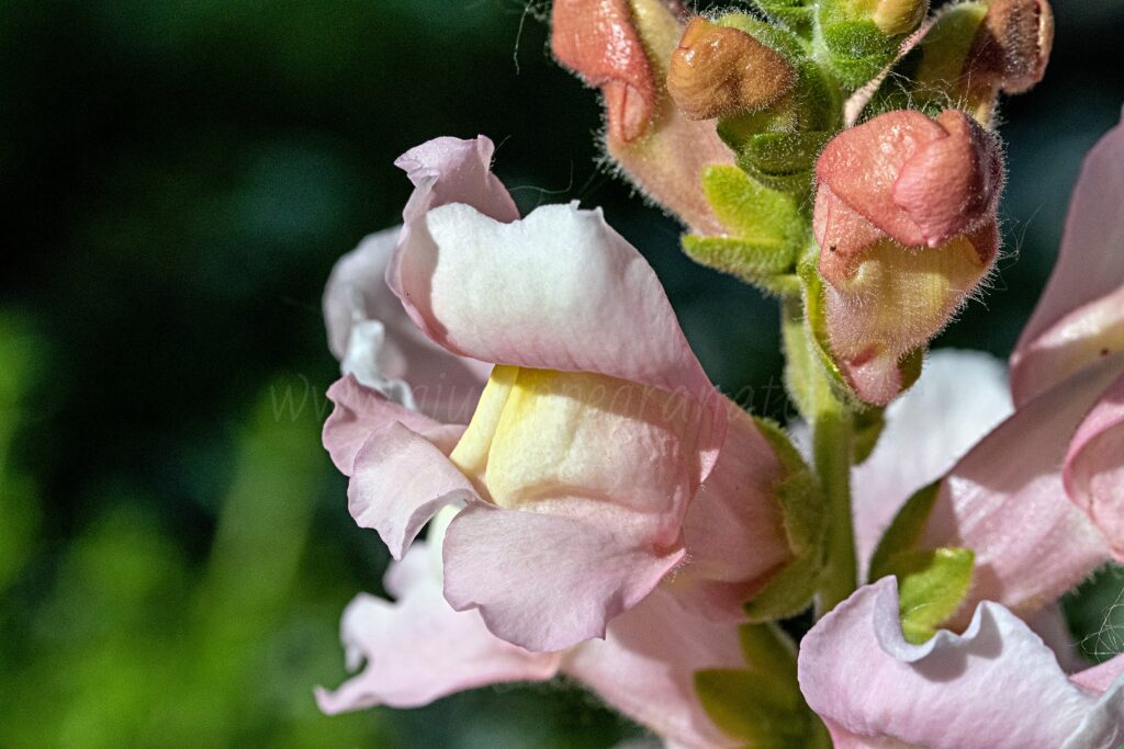 Bocca di leone