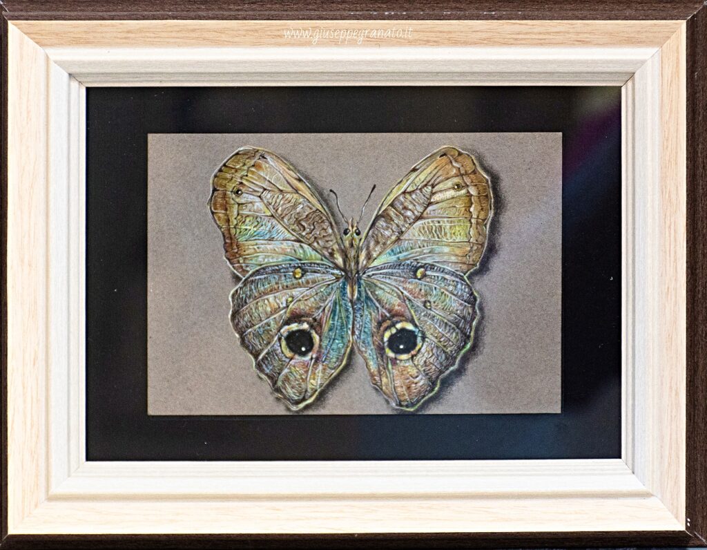Aurora Granato, "Farfalla Caligo", acquerelli e matite colorate su carta grigia, 10 x 15 cm - 2021